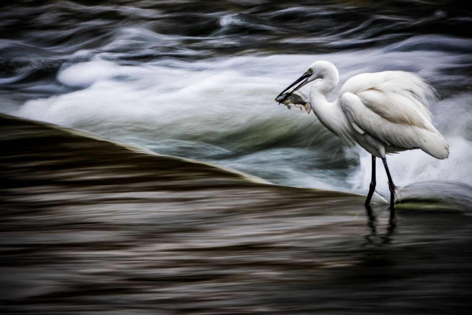 شکار روز، عکس روز نشنال جئوگرافیک