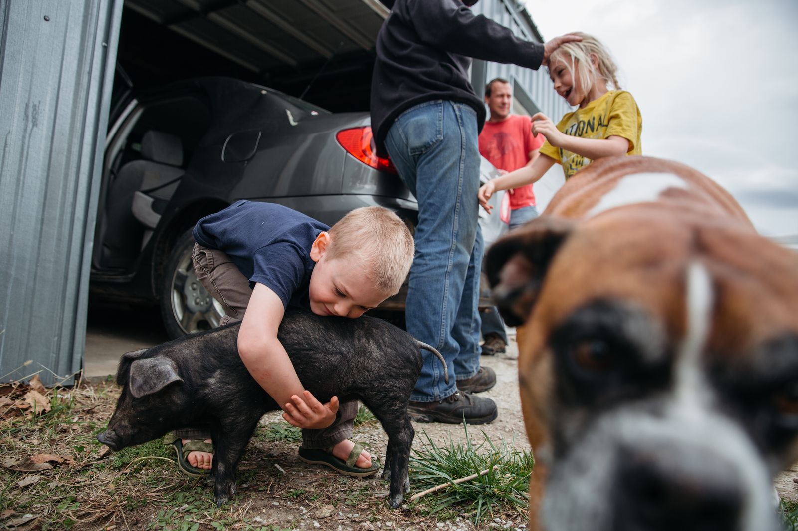 خوک پرجنب و جوش، عکس روز نشنال جئوگرافیک