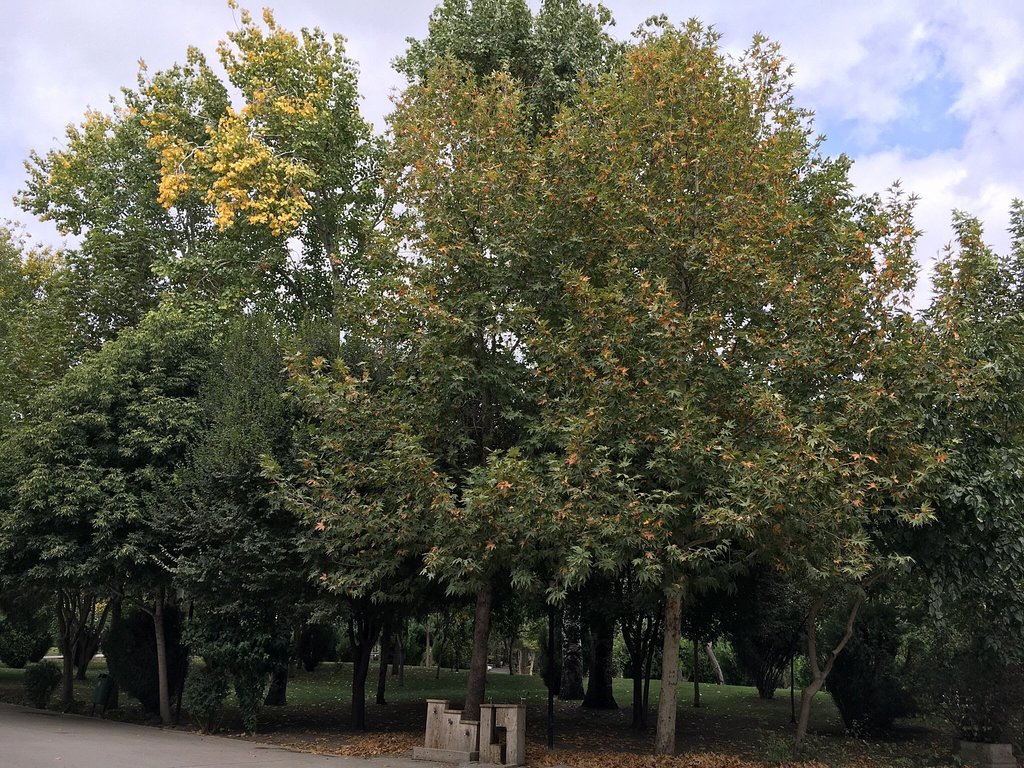 پارک ملت مشهد