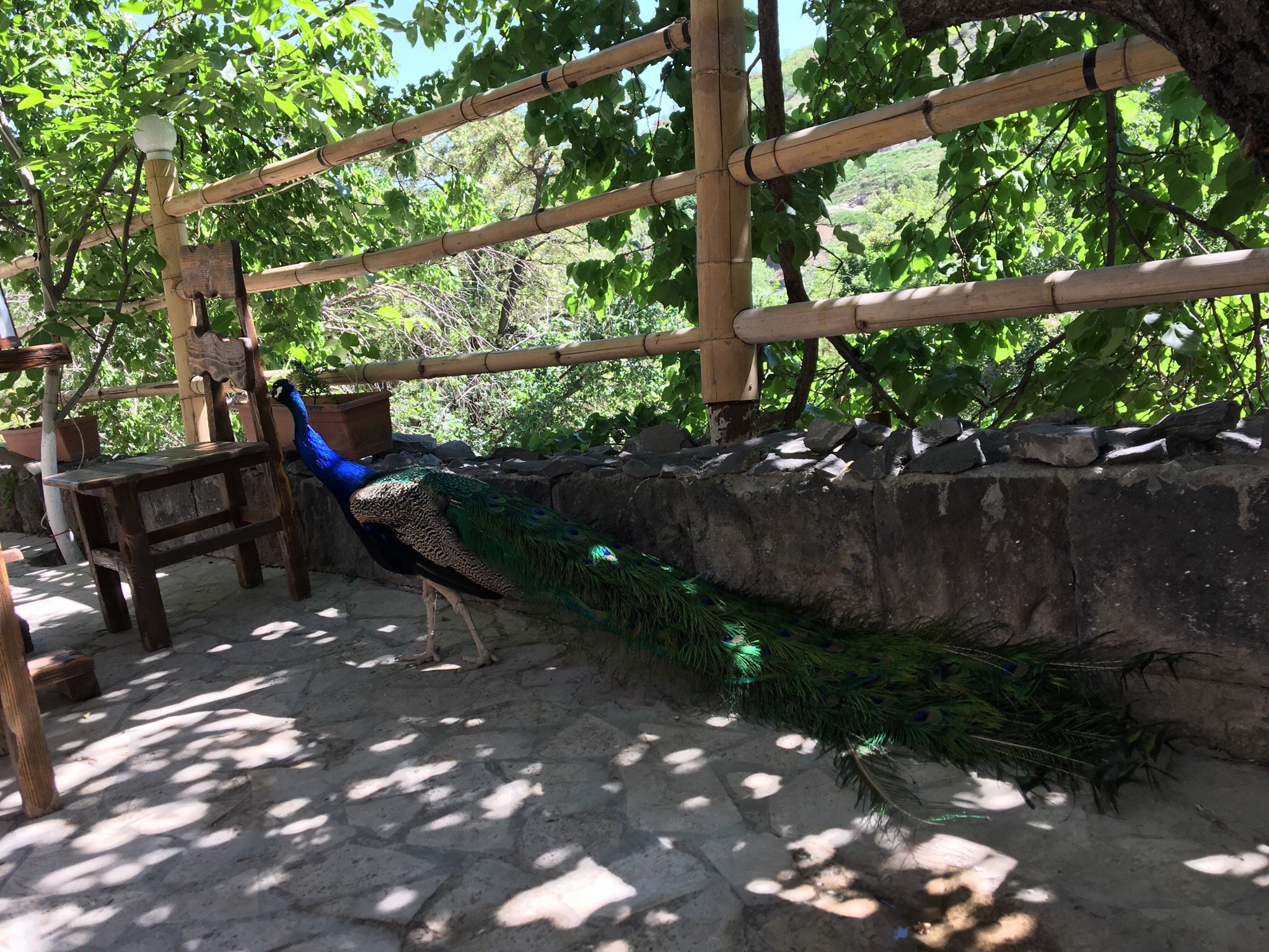 باغ وحش ایروان