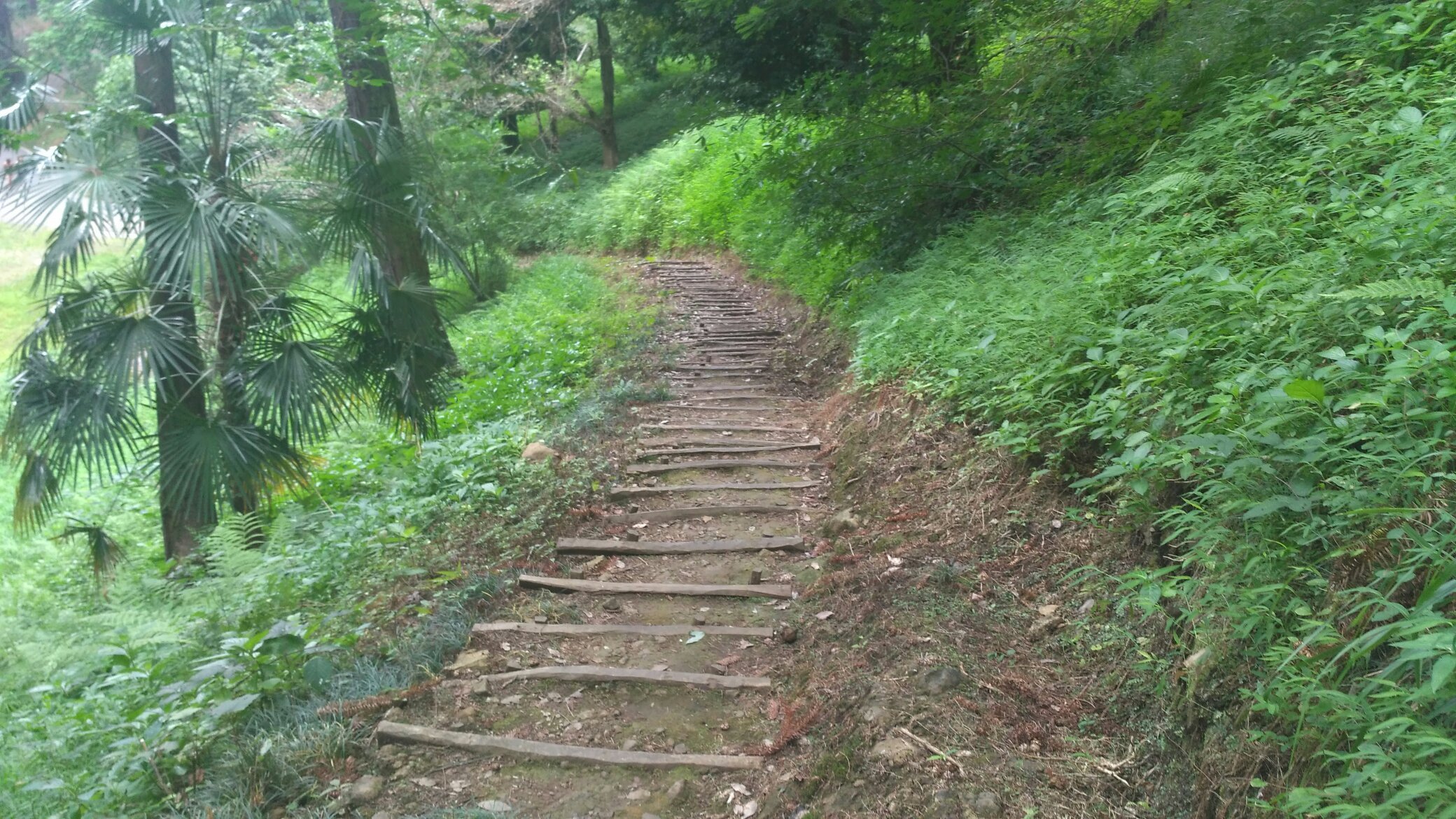 باغ گیاه شناسی