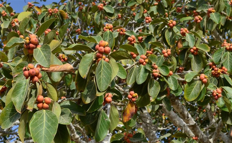 درخت انجیر معابد