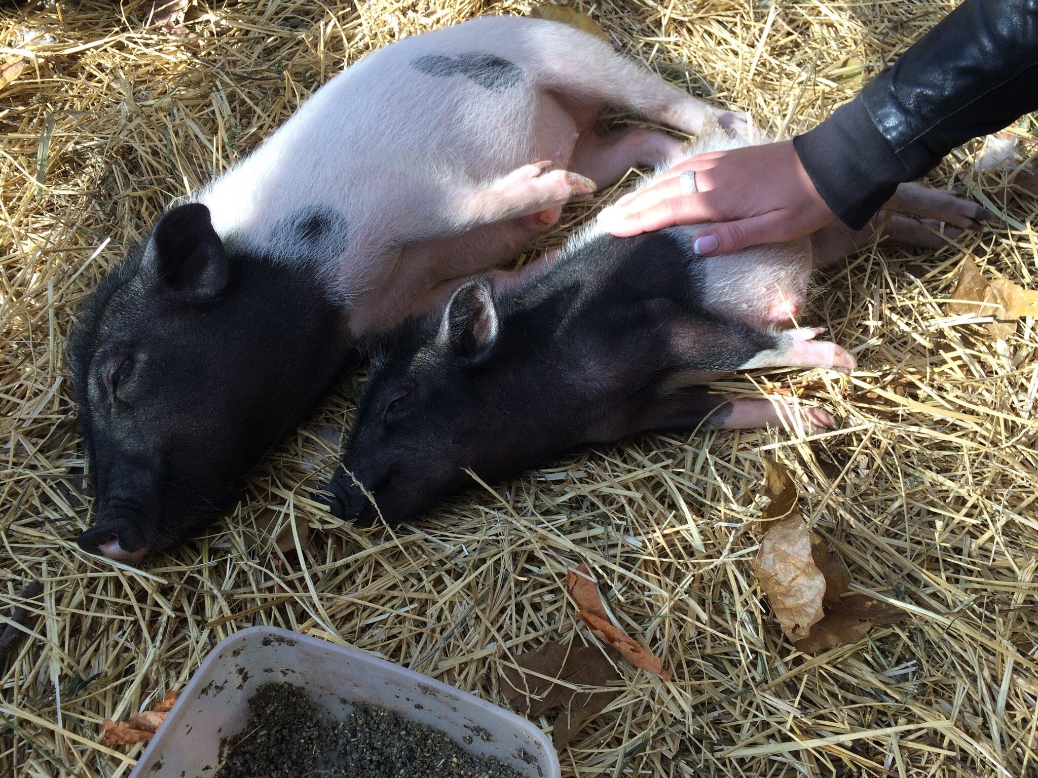 باغ وحش ایروان