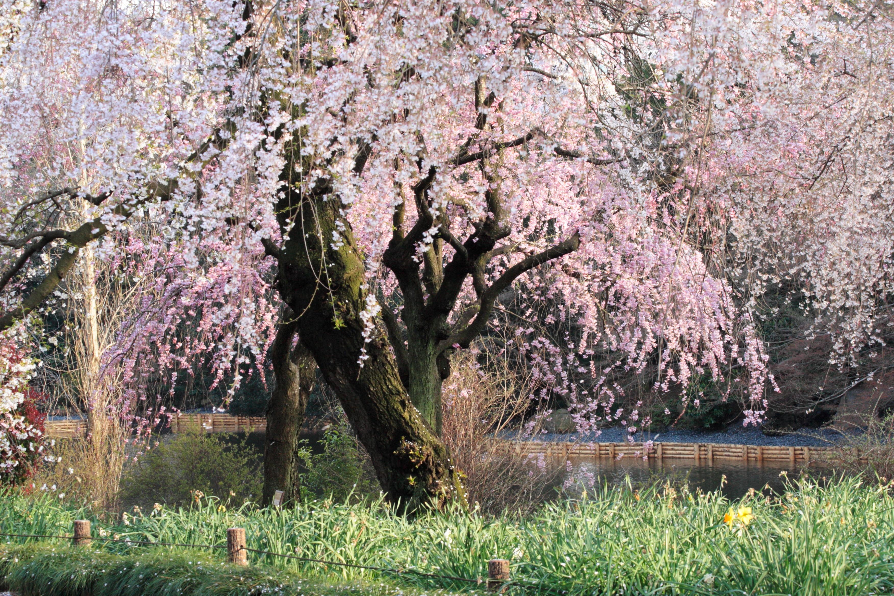 پارک شینجوکو گیوئن توکیو