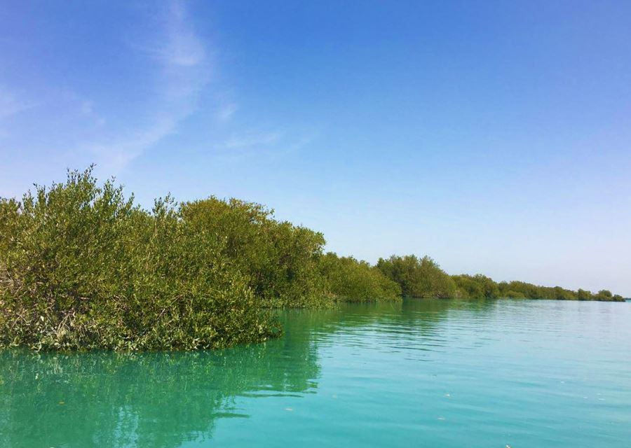 جنگل دریایی حرا