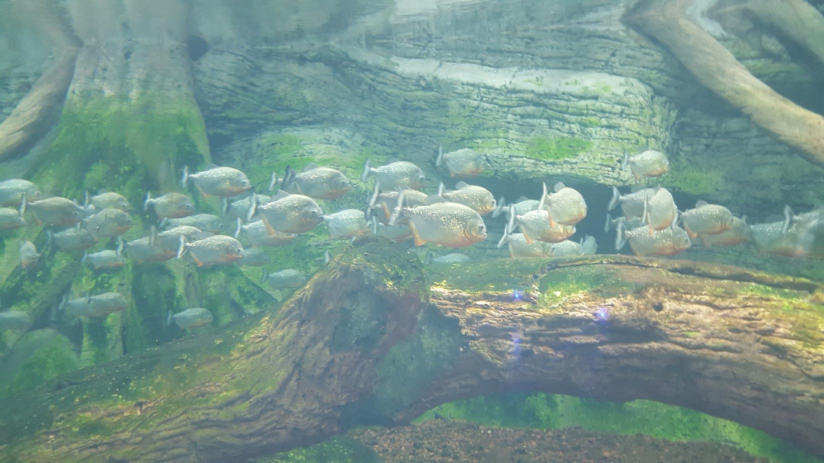 آکواریوم آکوا وگا آنکارا