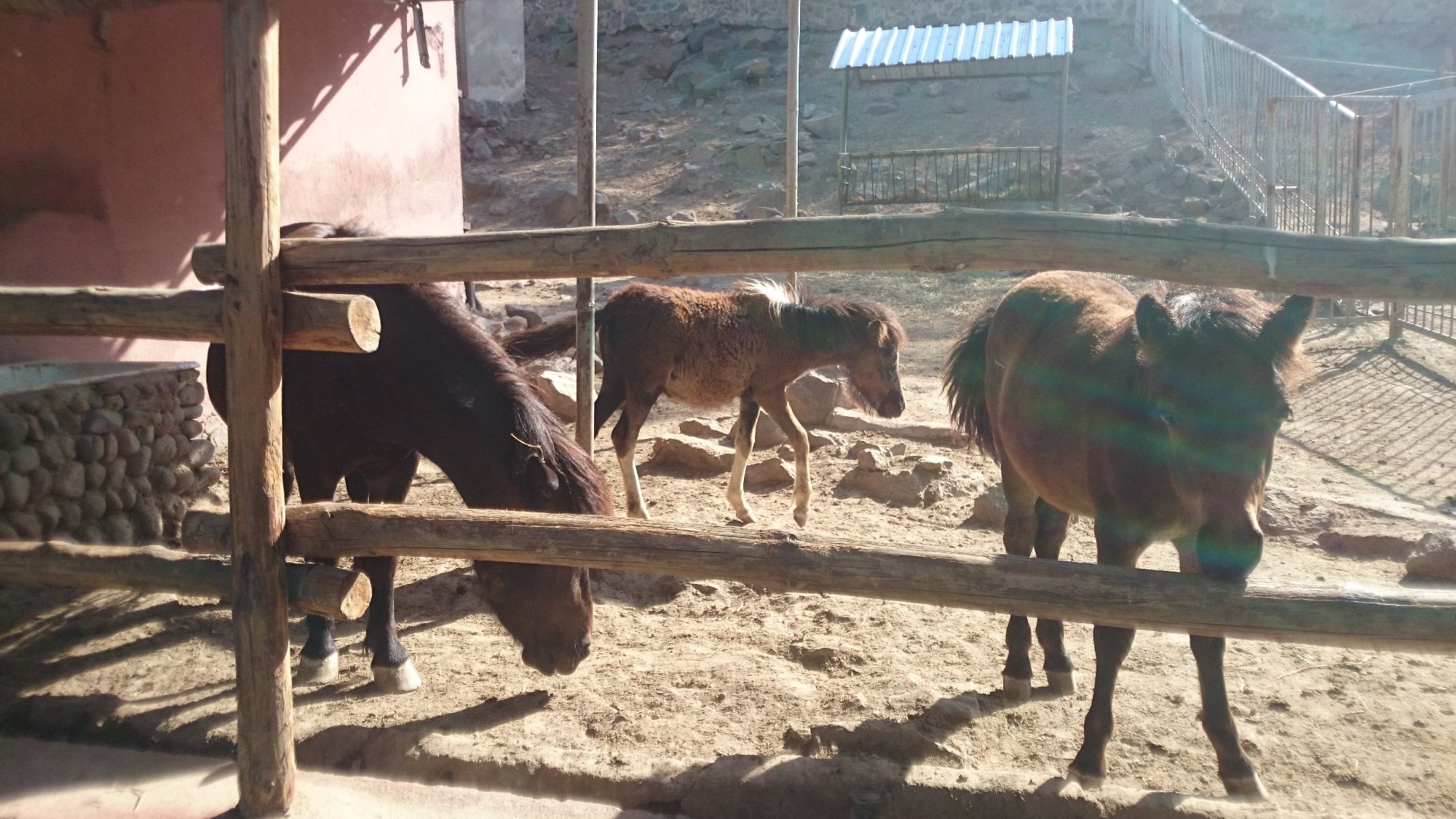 باغ وحش ایروان