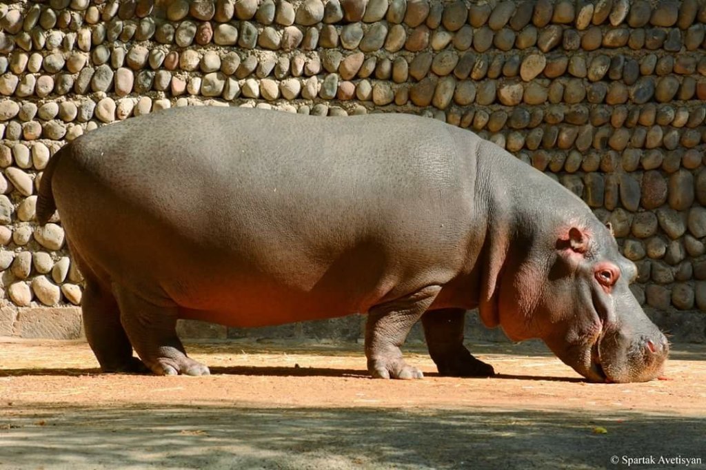 باغ وحش ایروان