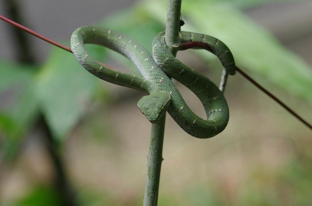 مکریتچی نیچر تریل سنگاپور