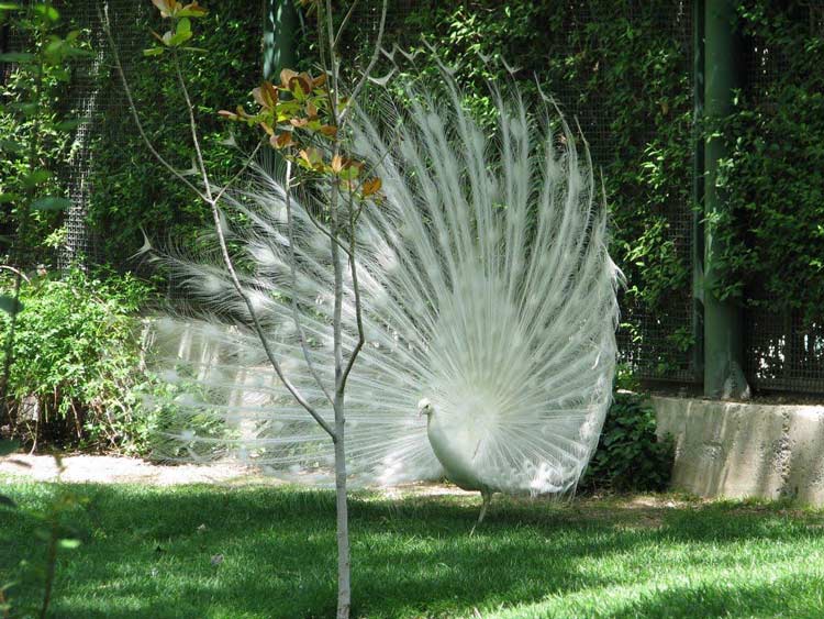 باغ پرندگان