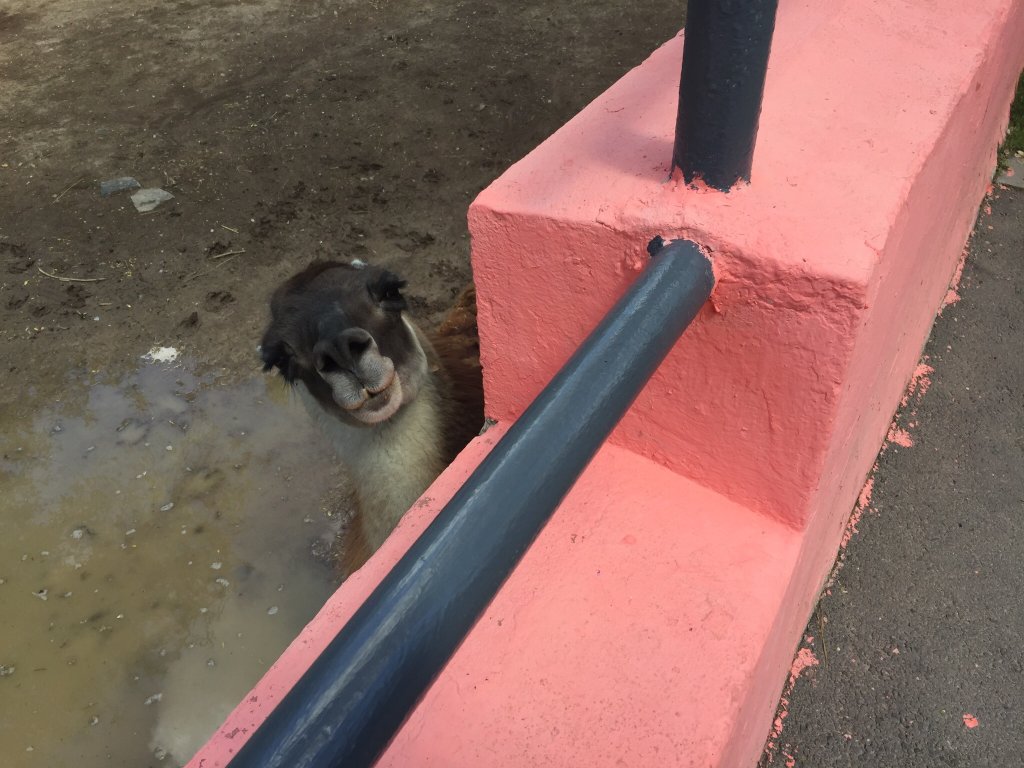 باغ وحش ایروان