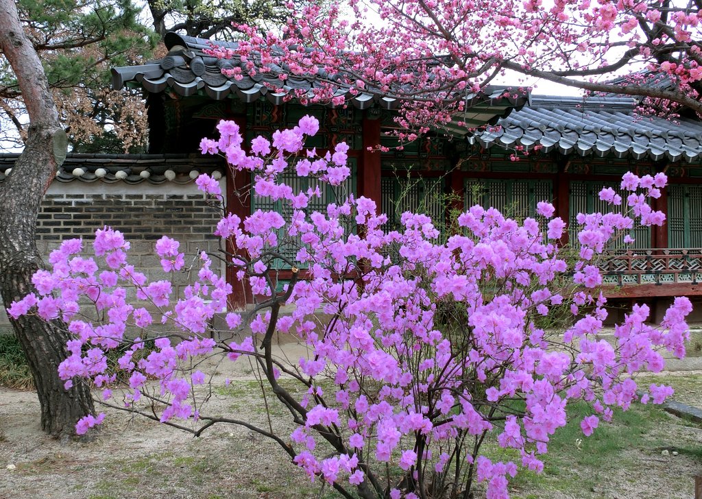 کاخ چانگ دیوک گونگ سئول