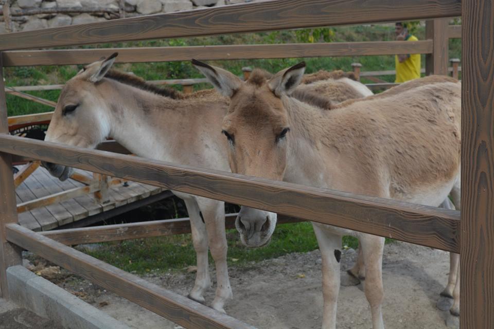 باغ وحش ایروان
