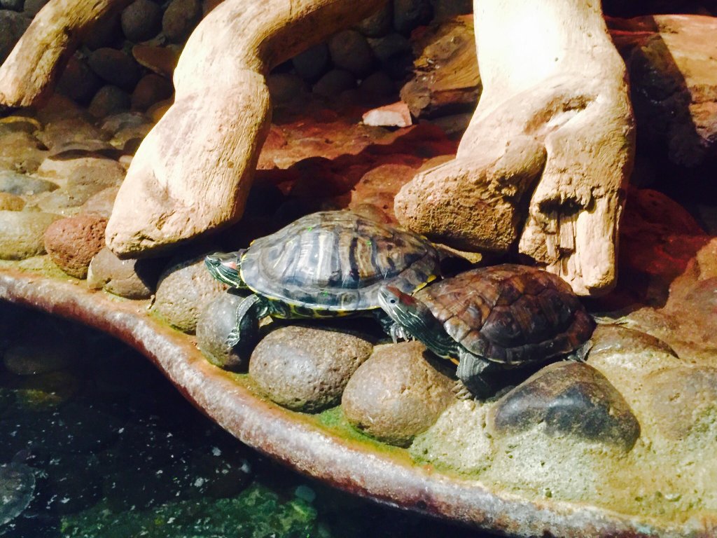 باغ وحش ایروان