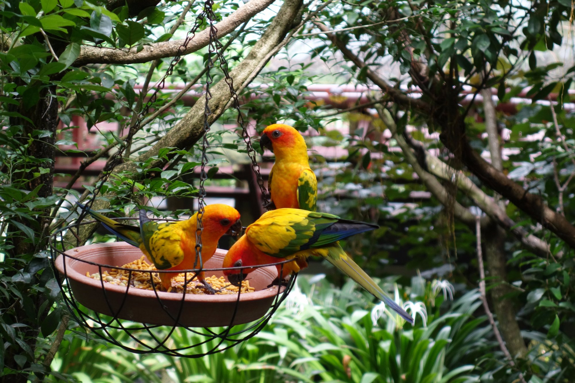 پارک پرندگان جارونگ سنگاپور