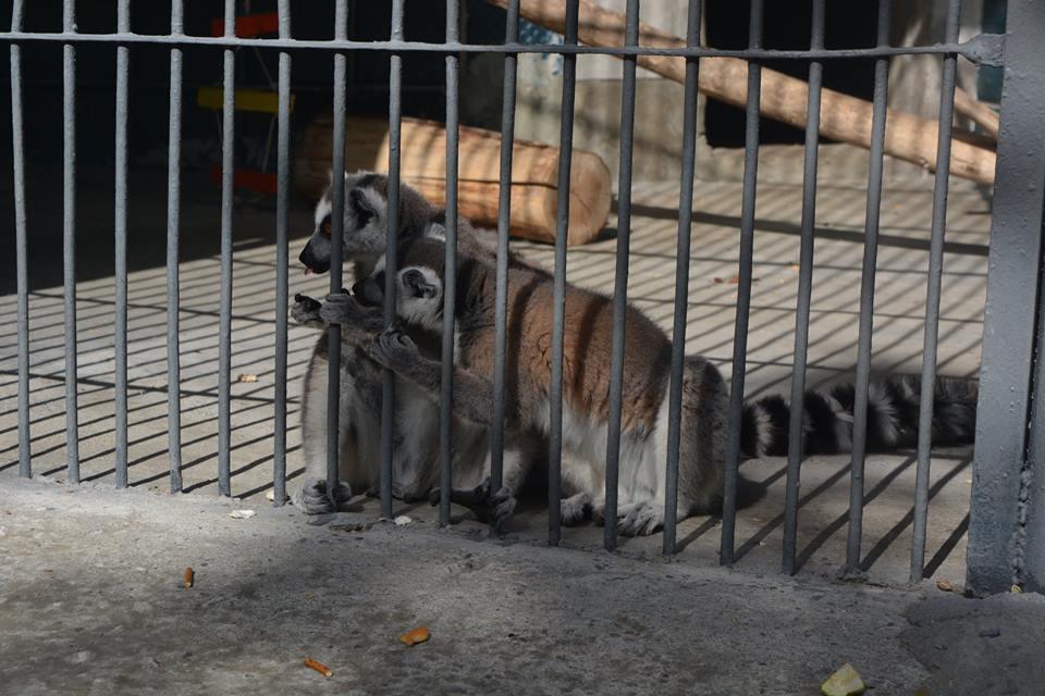 باغ وحش ایروان