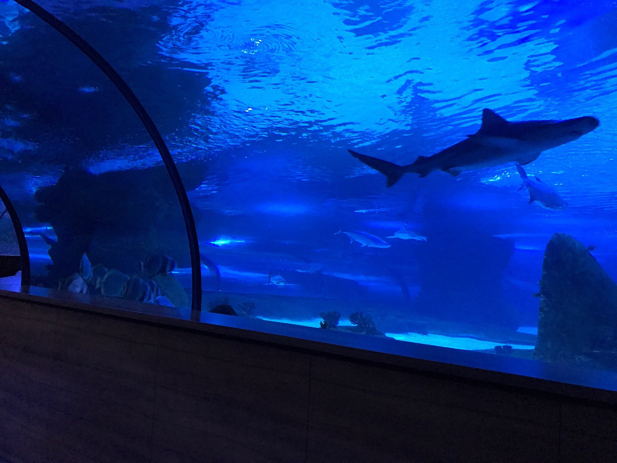 آکواریوم آکوا وگا آنکارا