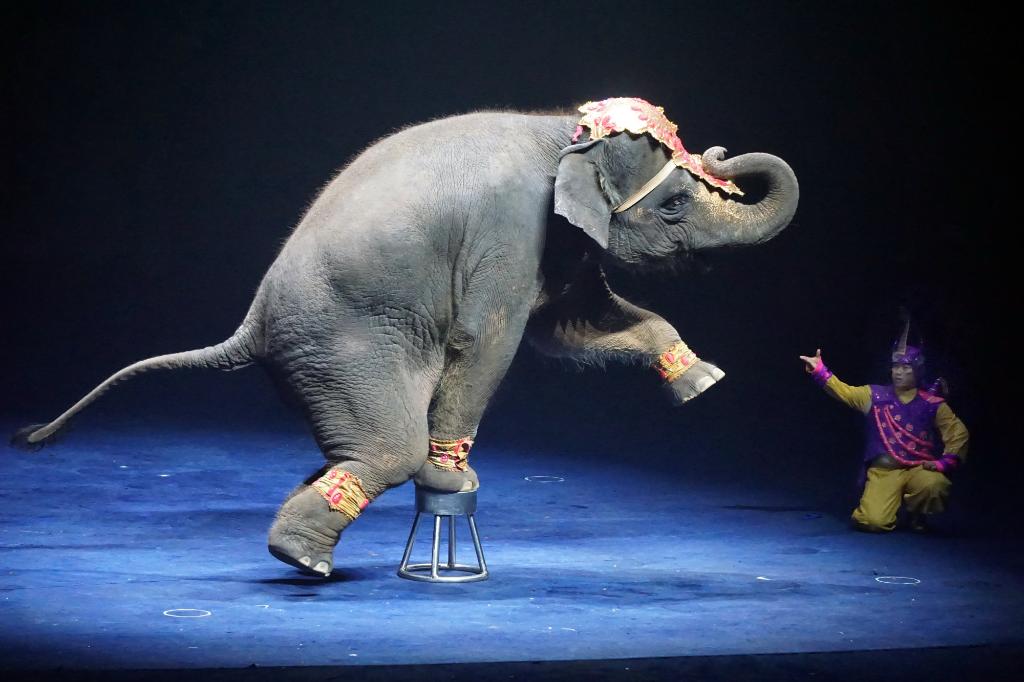 سیرک بین المللی چیملانگ گوانجو