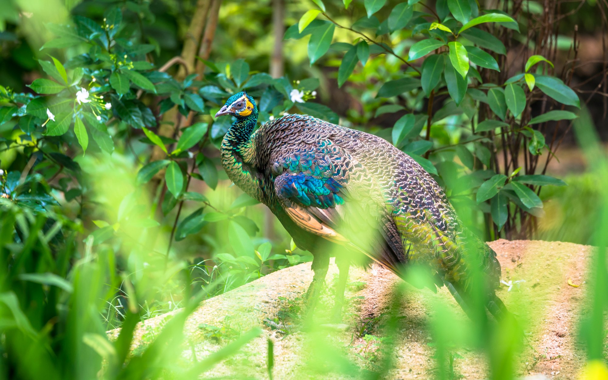 پارک پرندگان جارونگ سنگاپور