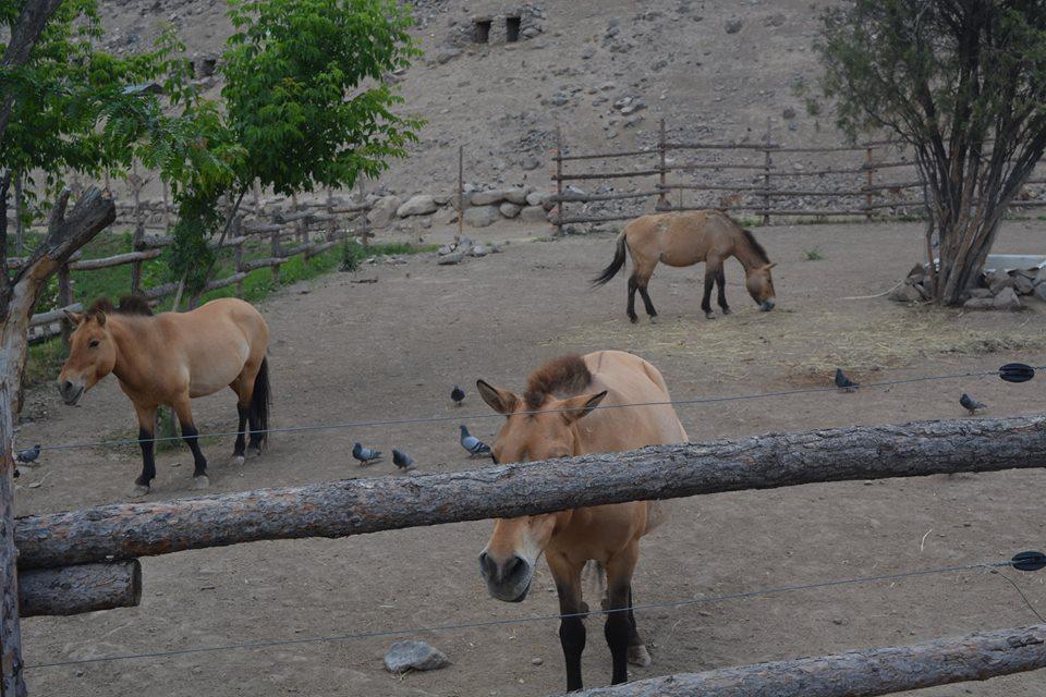 باغ وحش ایروان