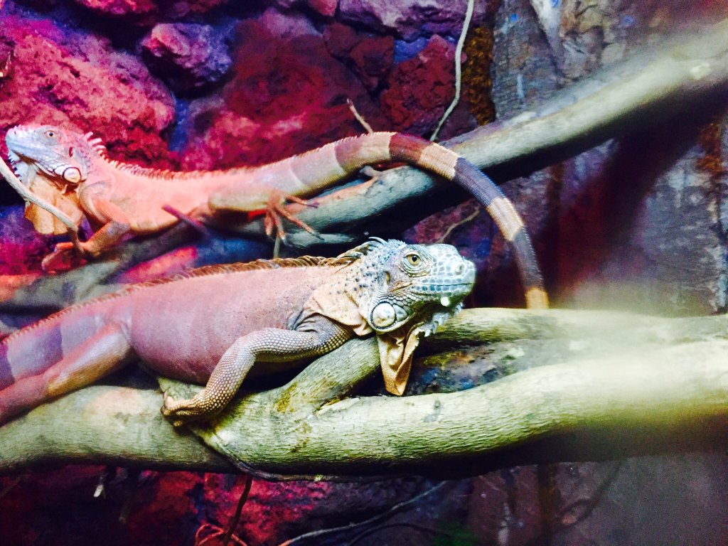 باغ وحش ایروان