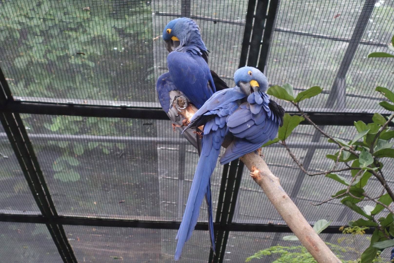 پارک پرندگان جارونگ سنگاپور