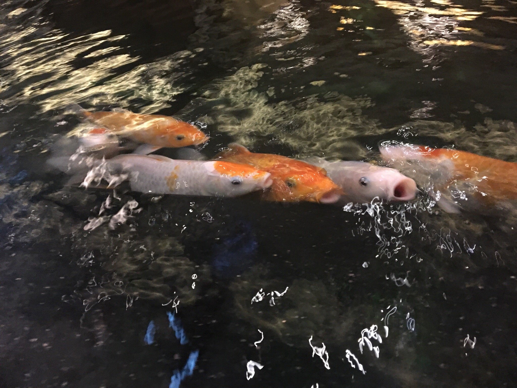 مرکز خرید پاندوک ایندا