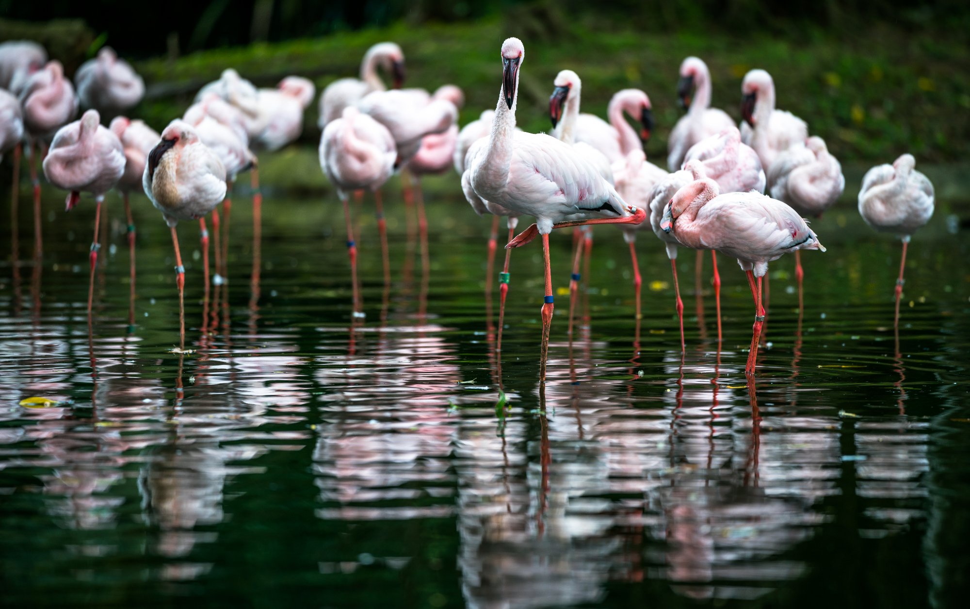 پارک پرندگان جارونگ سنگاپور