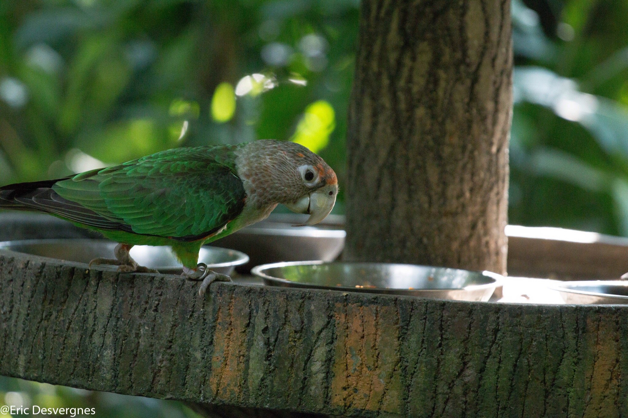 پارک پرندگان جارونگ سنگاپور