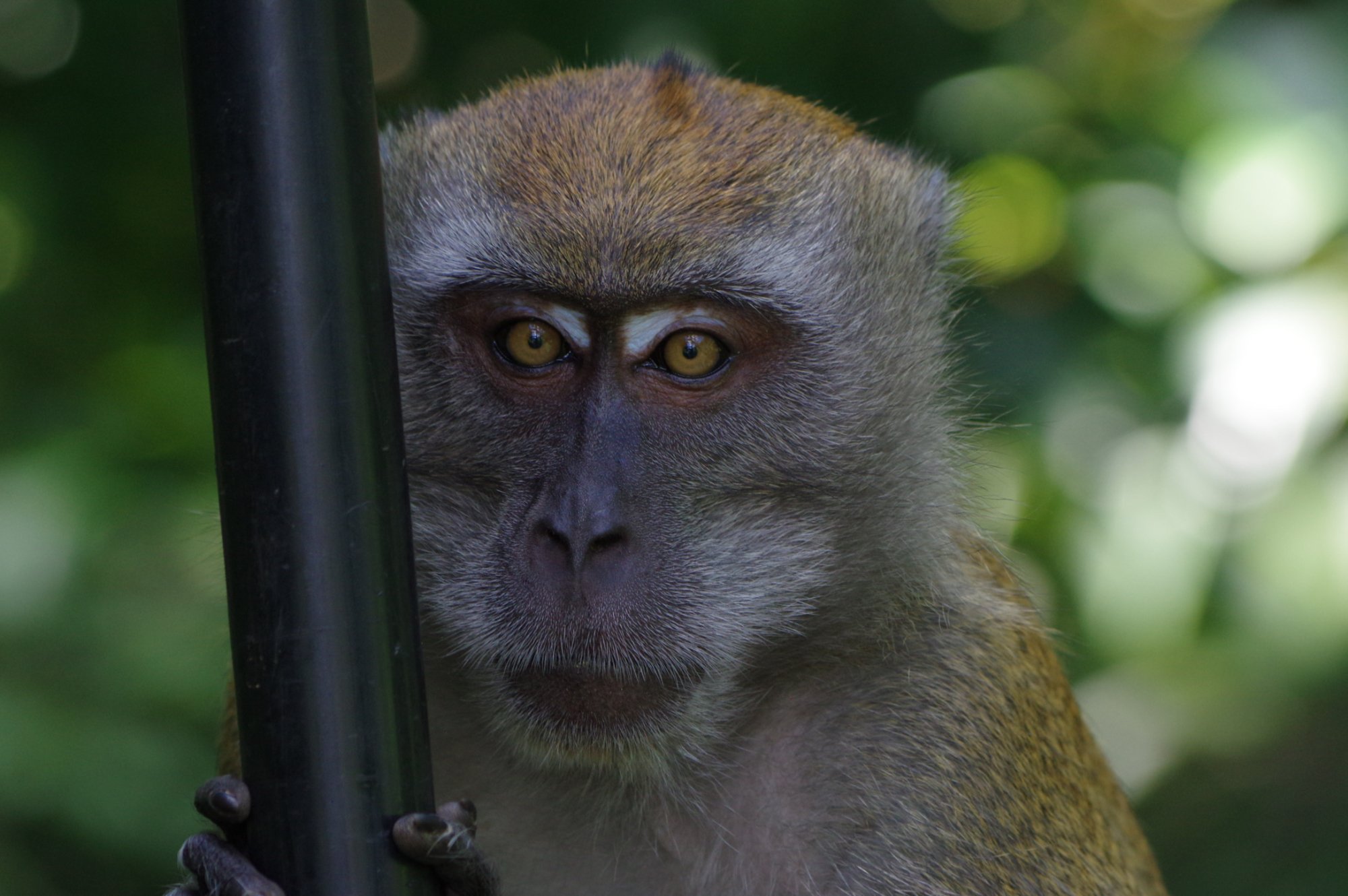 مکریتچی نیچر تریل سنگاپور