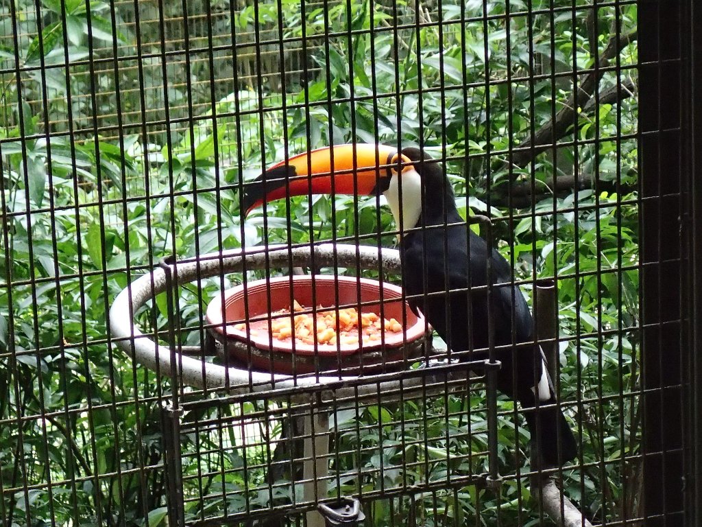 پارک پرندگان جارونگ سنگاپور