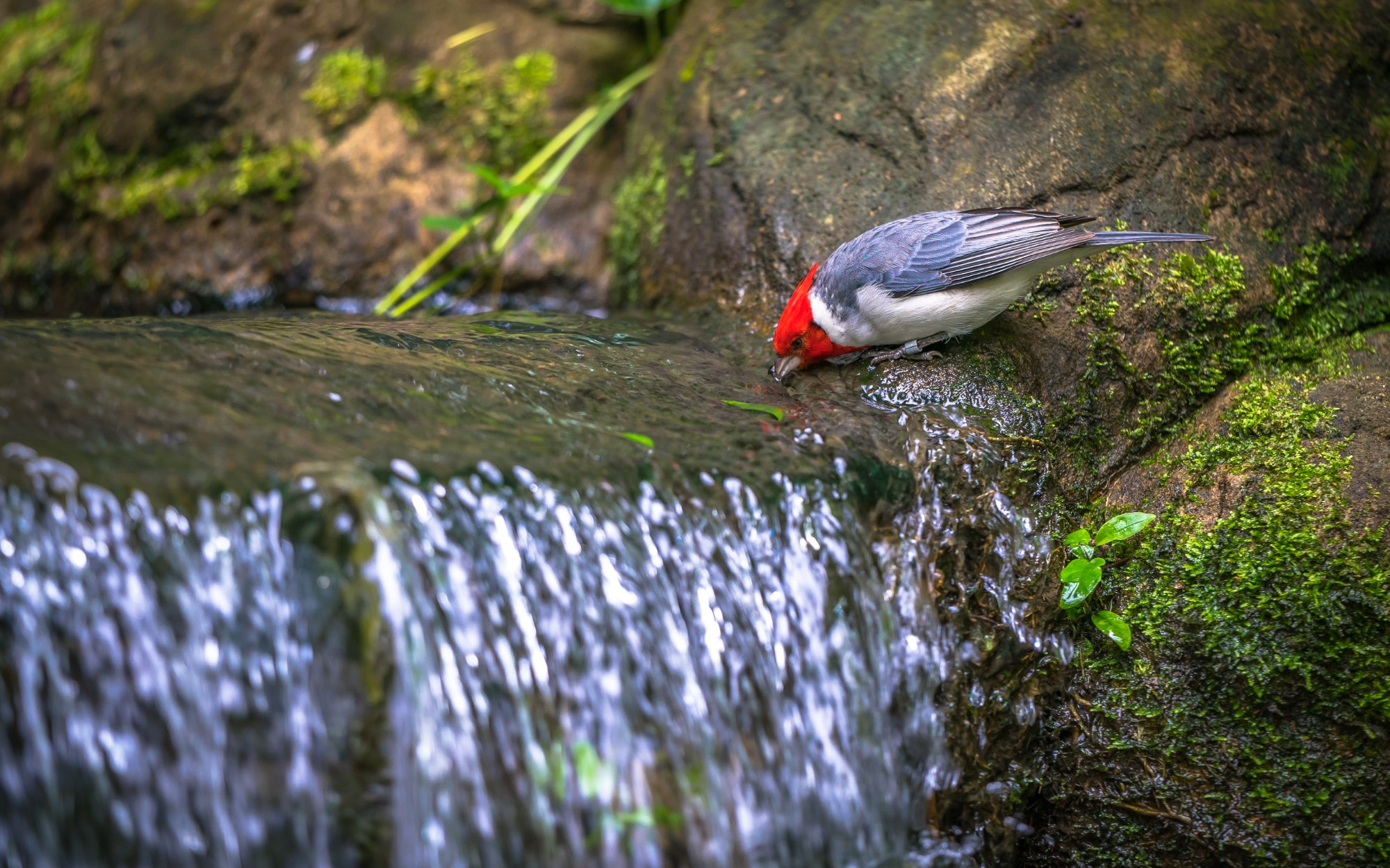 پارک پرندگان جارونگ سنگاپور
