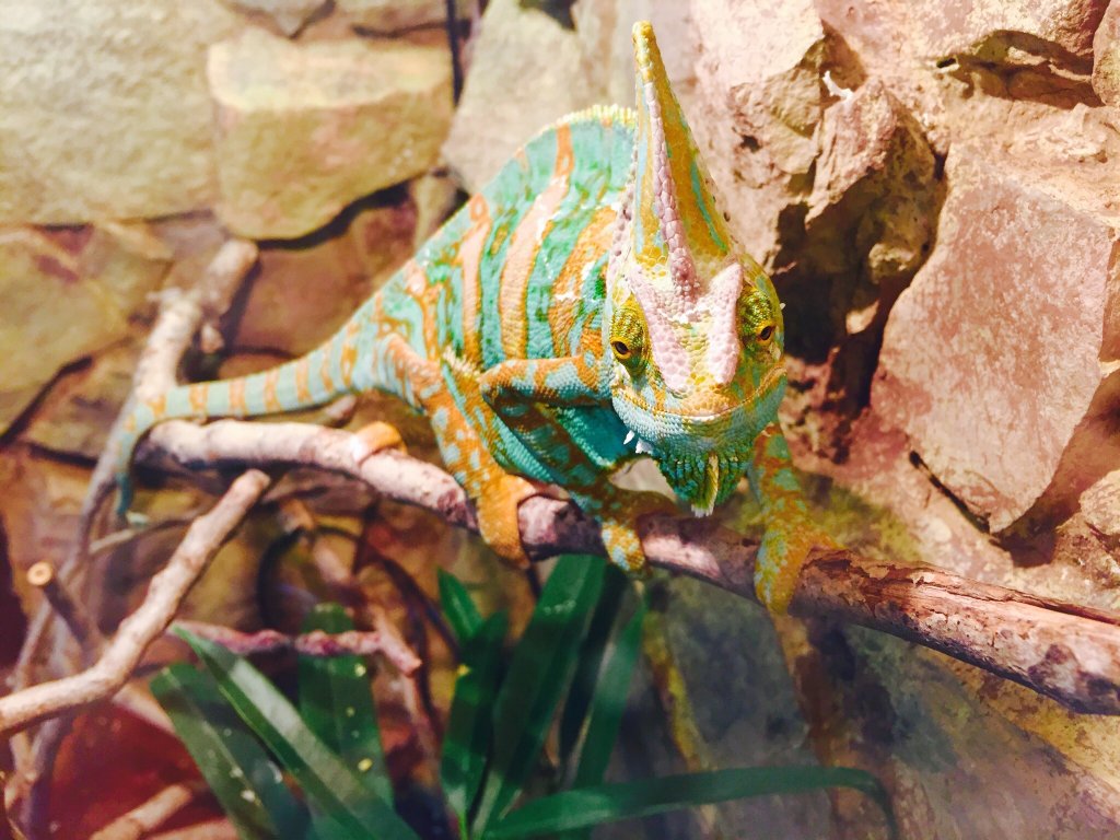 باغ وحش ایروان