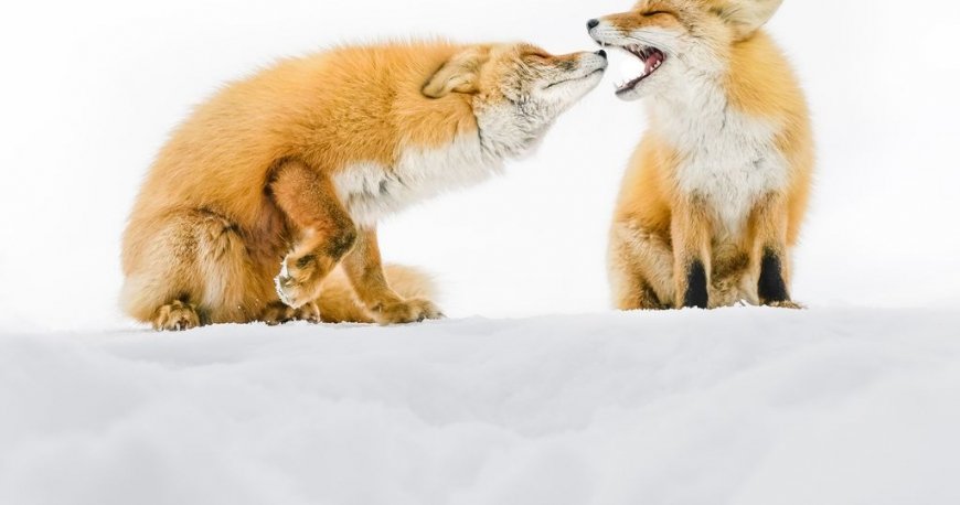 نفس صبحگاهی، عکس روز نشنال جئوگرافیک