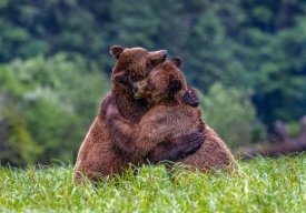 هم آغوشی خرس ها، عکس روز نشنال جئوگرافیک