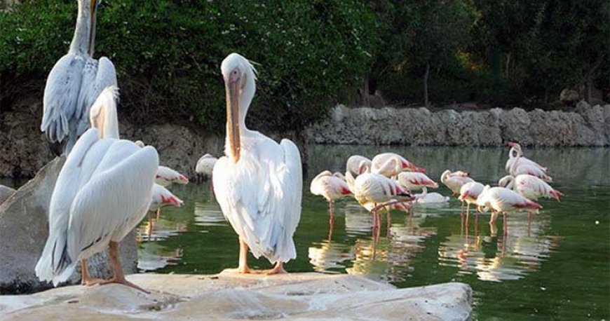 باغ پرندگان کیش