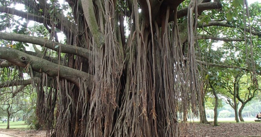 پارک ایبریپورا سائوپائولو