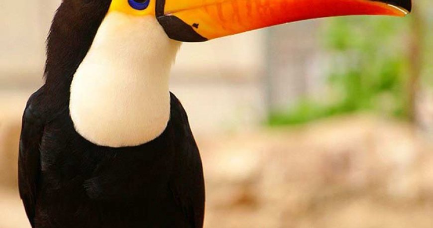 باغ پرندگان کیش