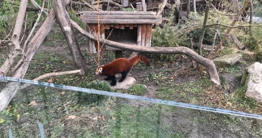 باغ وحش تیرگارتن شان برن وین باغ وحش تیرگارتن شان برن وین