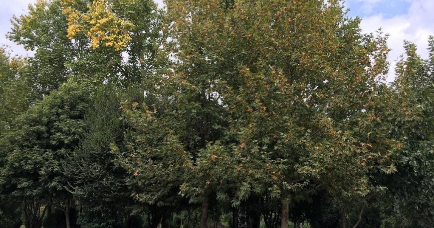 پارک ملت مشهد پارک ملت مشهد