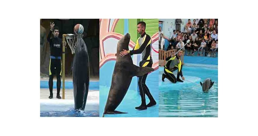 پارک دلفین کیش