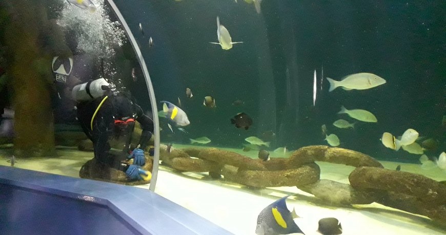 آکواریوم شارجه آکواریوم شارجه