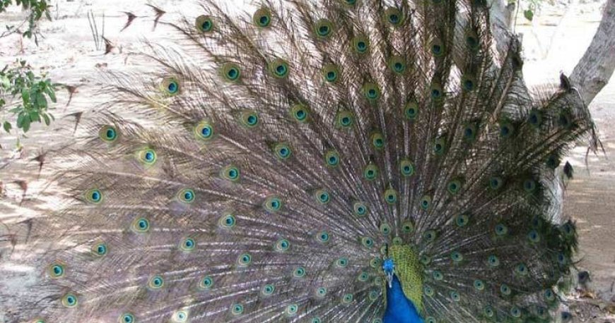 باغ پرندگان کیش