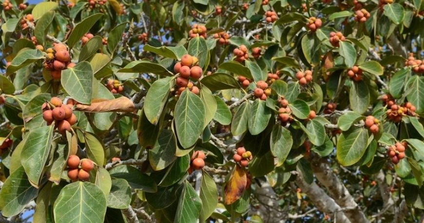 درخت انجیر معابد درخت انجیر معابد