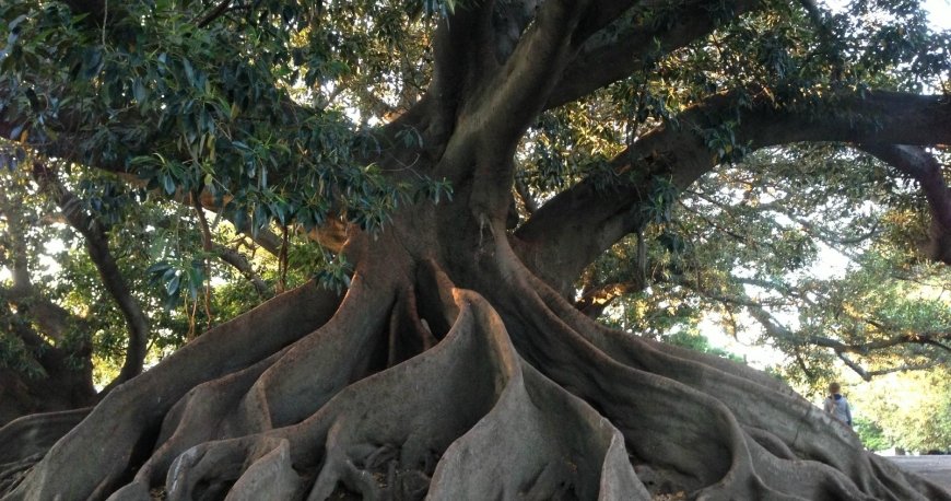 محله رکولتا بوینس آیرس