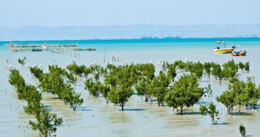 جنگل دریایی حرا
