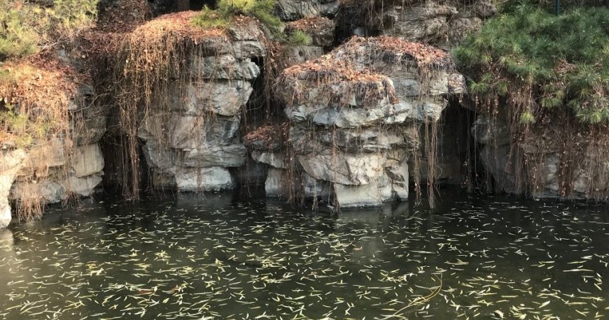 پارک بی‌ های پکن