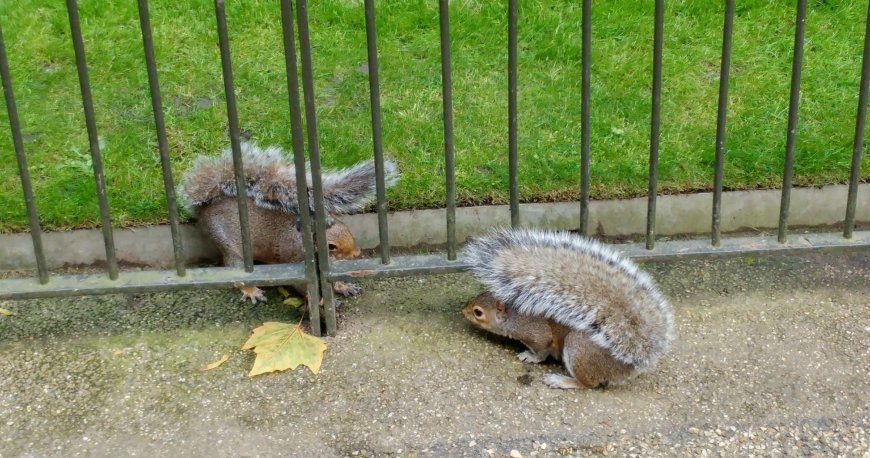 هاید پارک لندن هاید پارک لندن