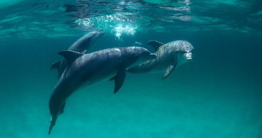 سیاره آب (ساحل) پاناما سیاره آب (ساحل) پاناما