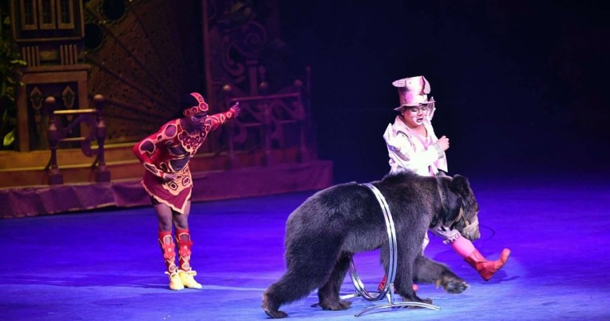 سیرک بین المللی چیملانگ گوانجو